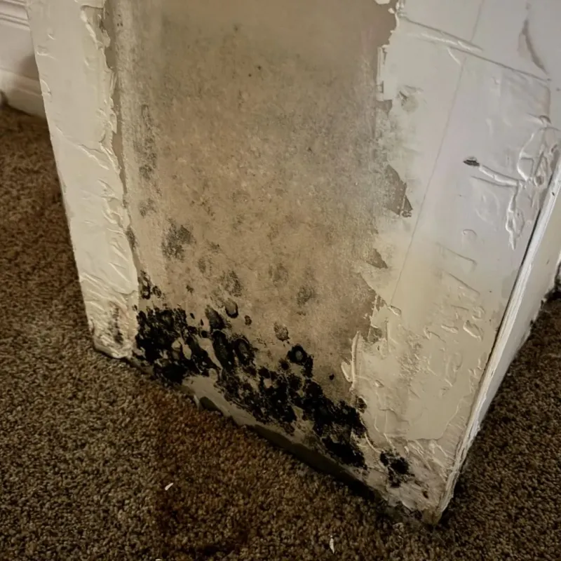 Professional Mold Removal in Seminole, OK